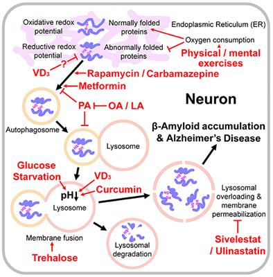 Rethinking of Alzheimer's disease: Lysosomal overloading and dietary therapy